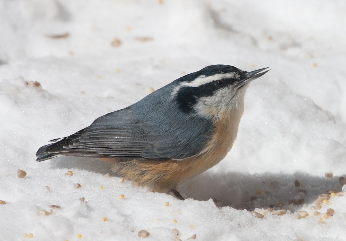 Red-breasted Nuthatch - ML620581285