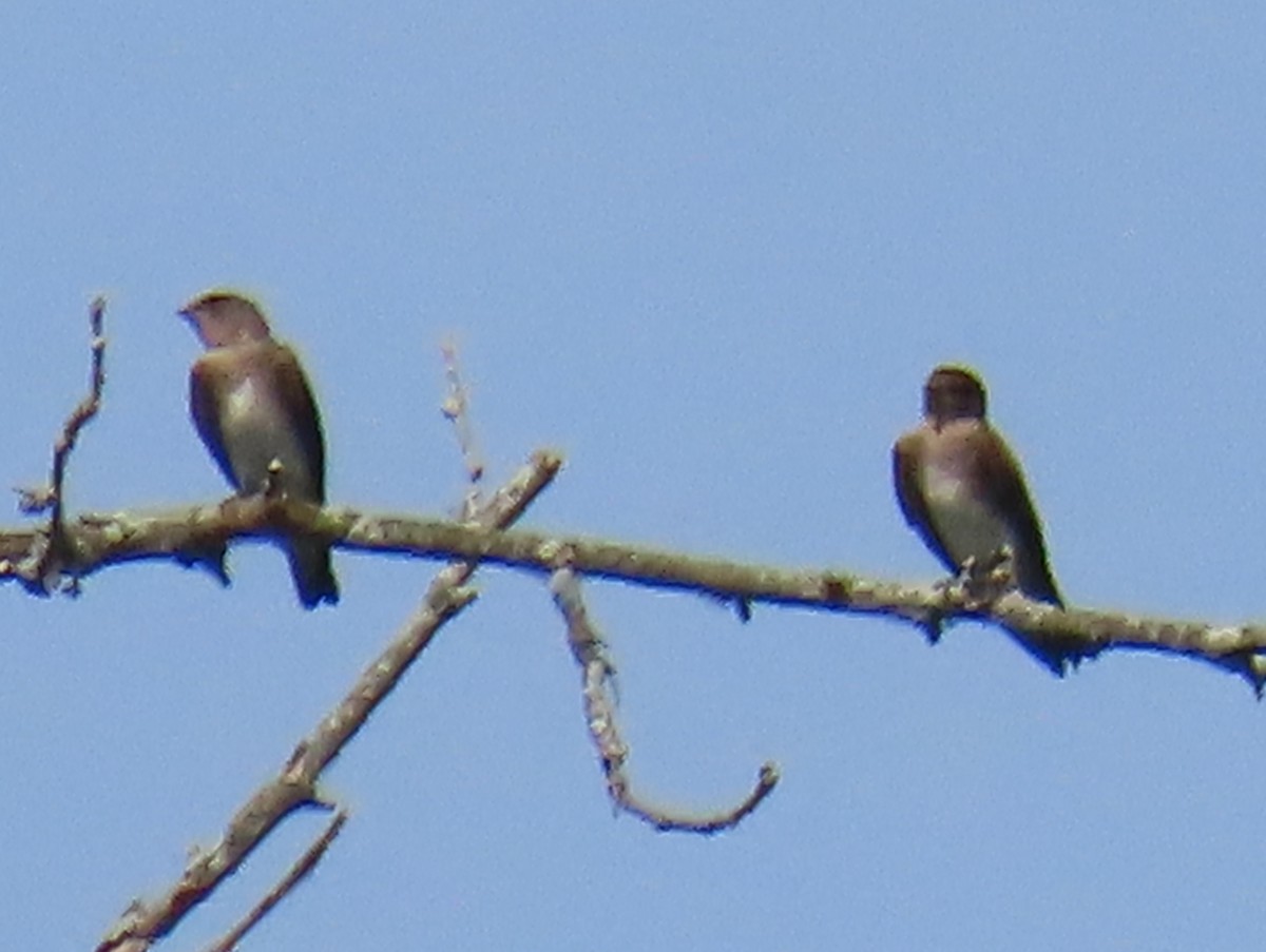 Northern Rough-winged Swallow - ML620581286