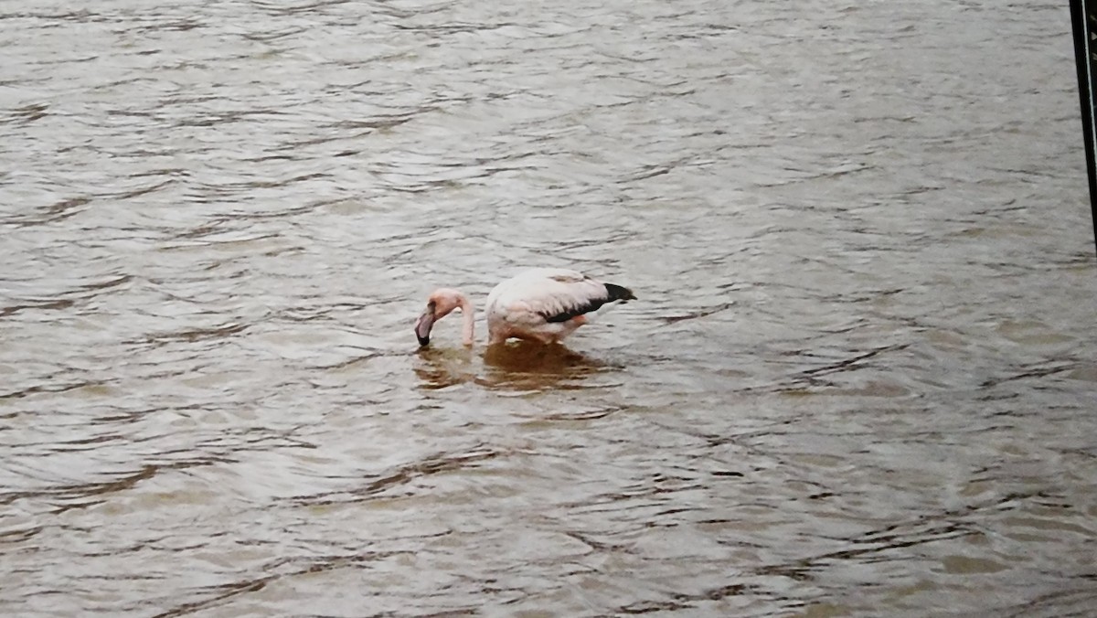 American Flamingo - ML620581291