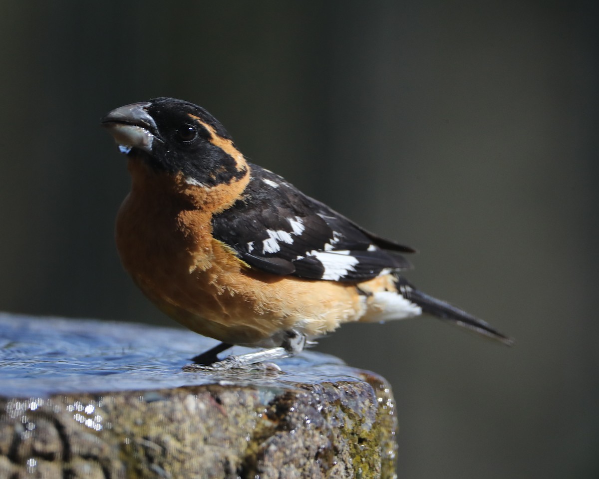 Black-headed Grosbeak - ML620581301