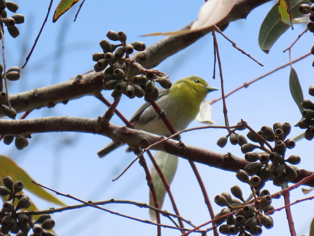 Sarı Gerdanlı Vireo - ML620581302