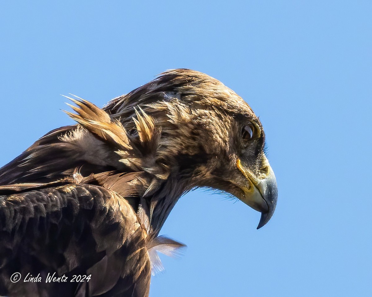 Golden Eagle - ML620581304