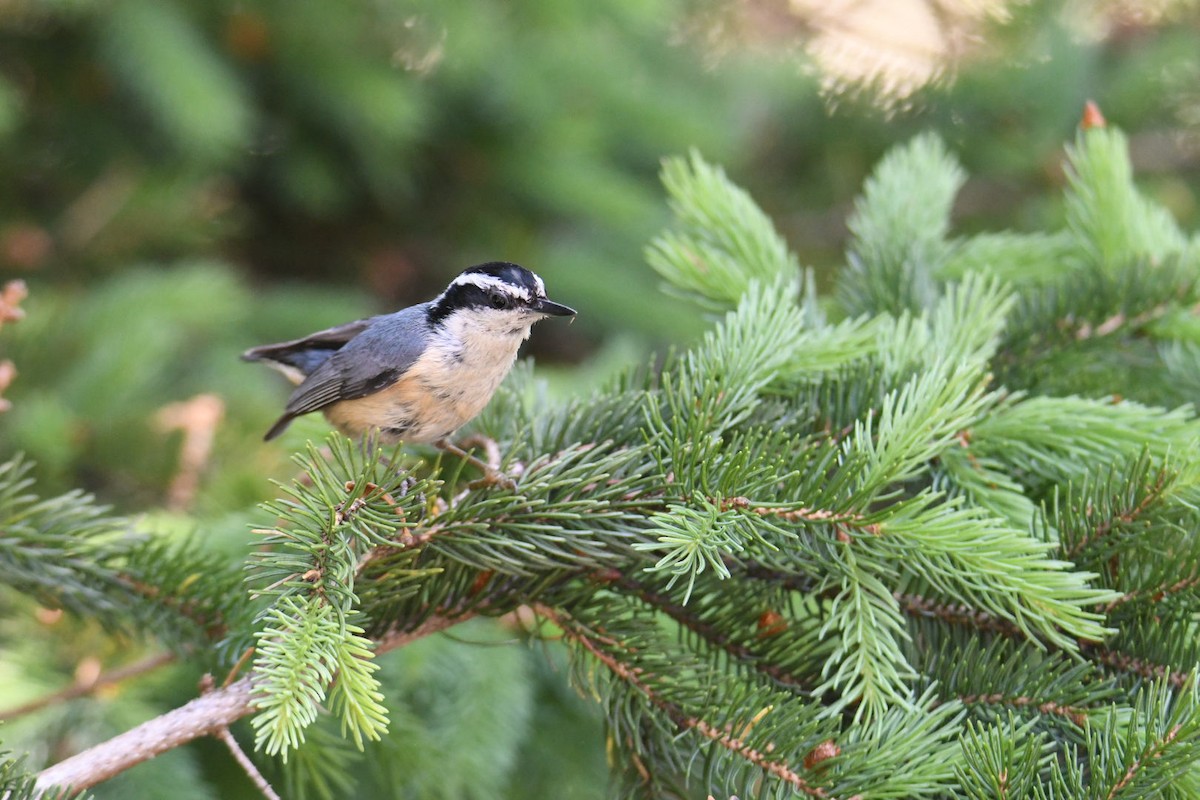 Red-breasted Nuthatch - ML620581305