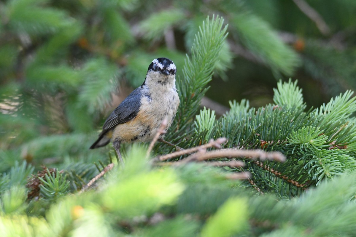 Red-breasted Nuthatch - ML620581306