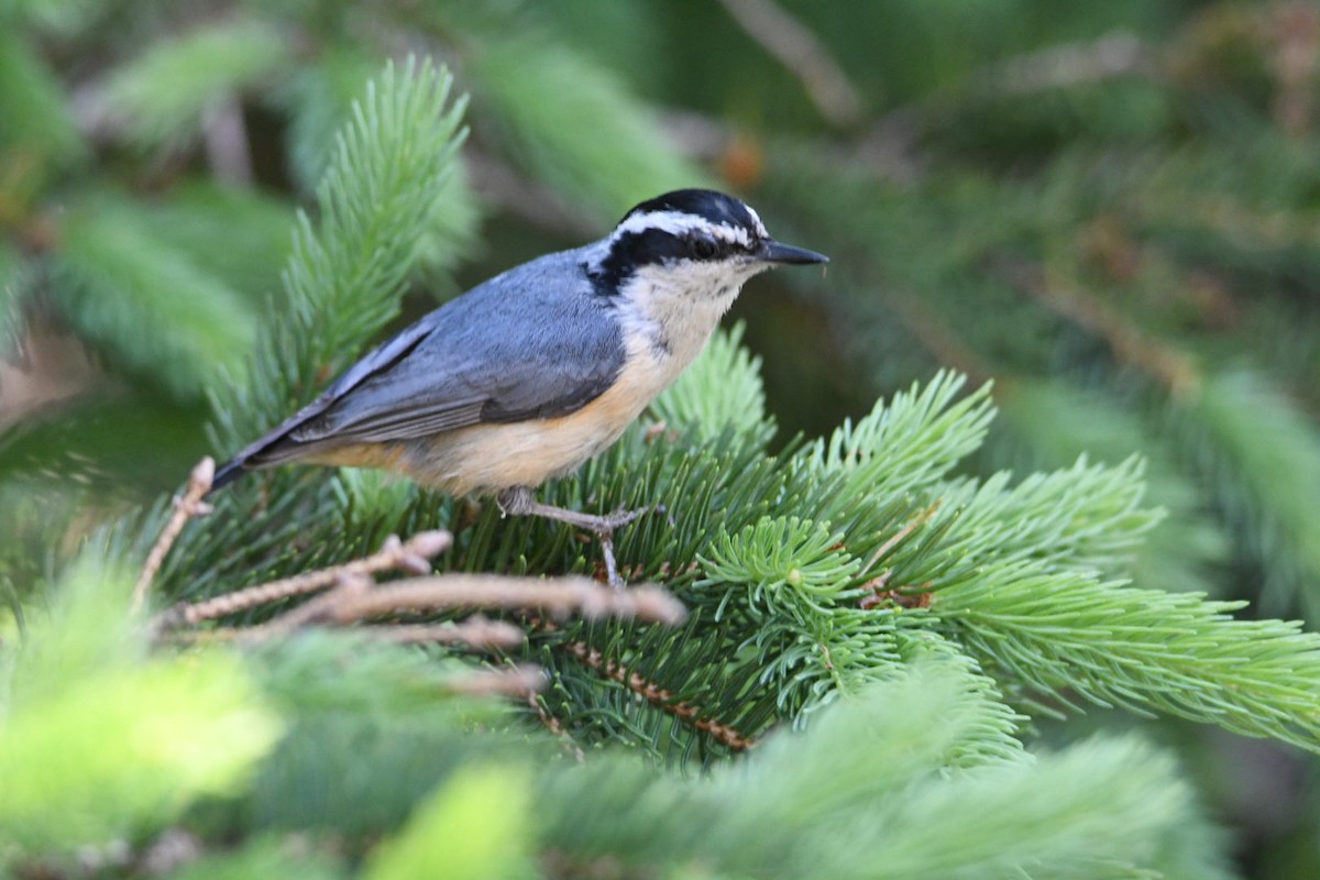 Red-breasted Nuthatch - ML620581307