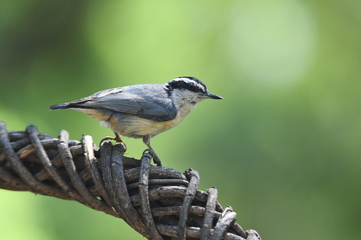 Red-breasted Nuthatch - ML620581308