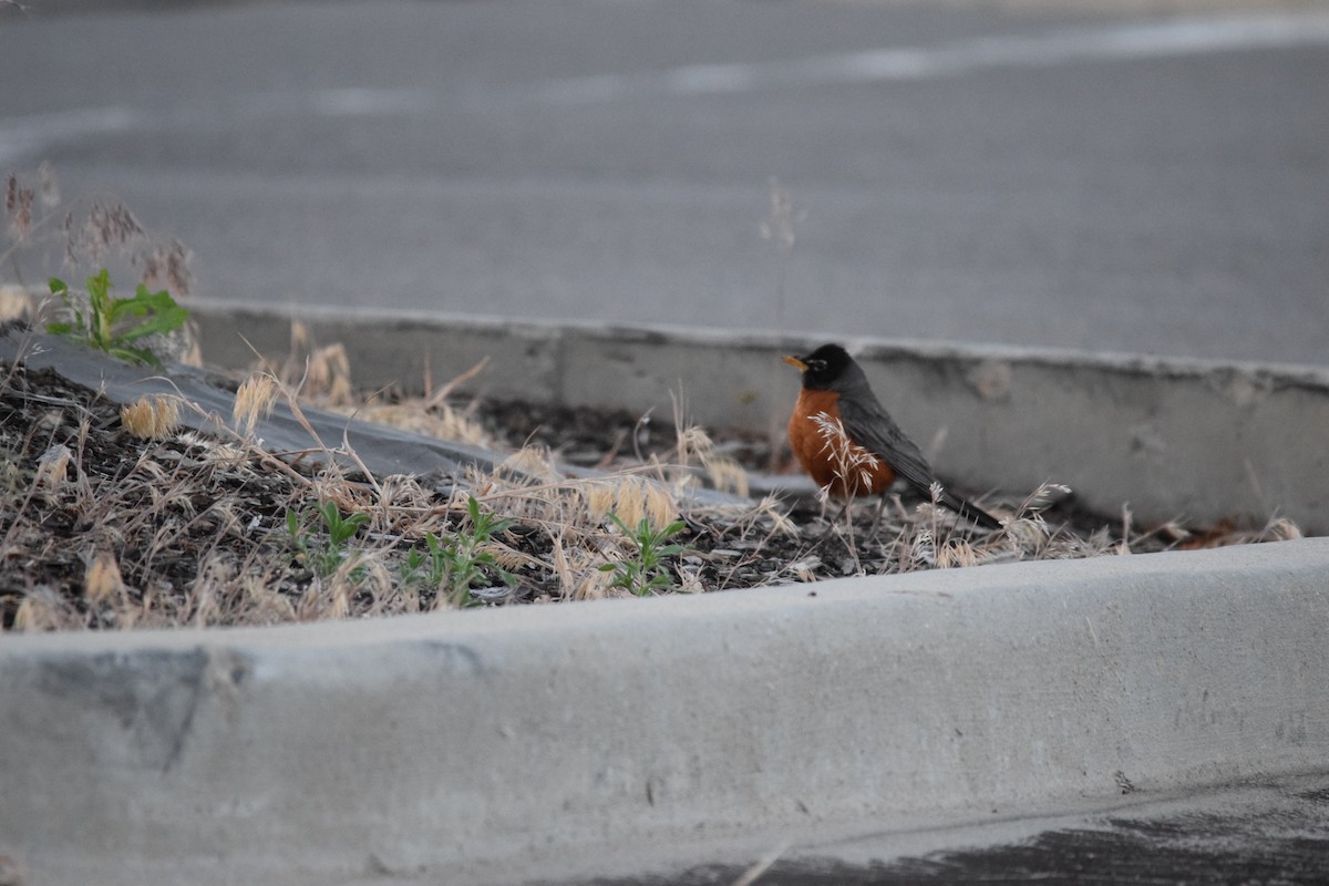 American Robin - ML620581310