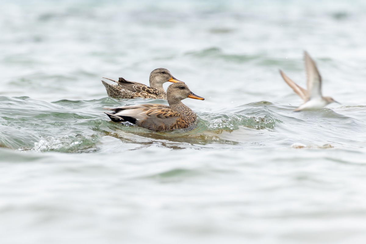 Gadwall - ML620581311