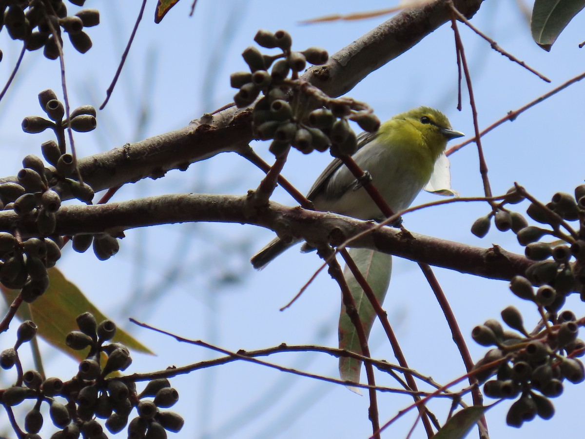 Vireo Gorjiamarillo - ML620581313