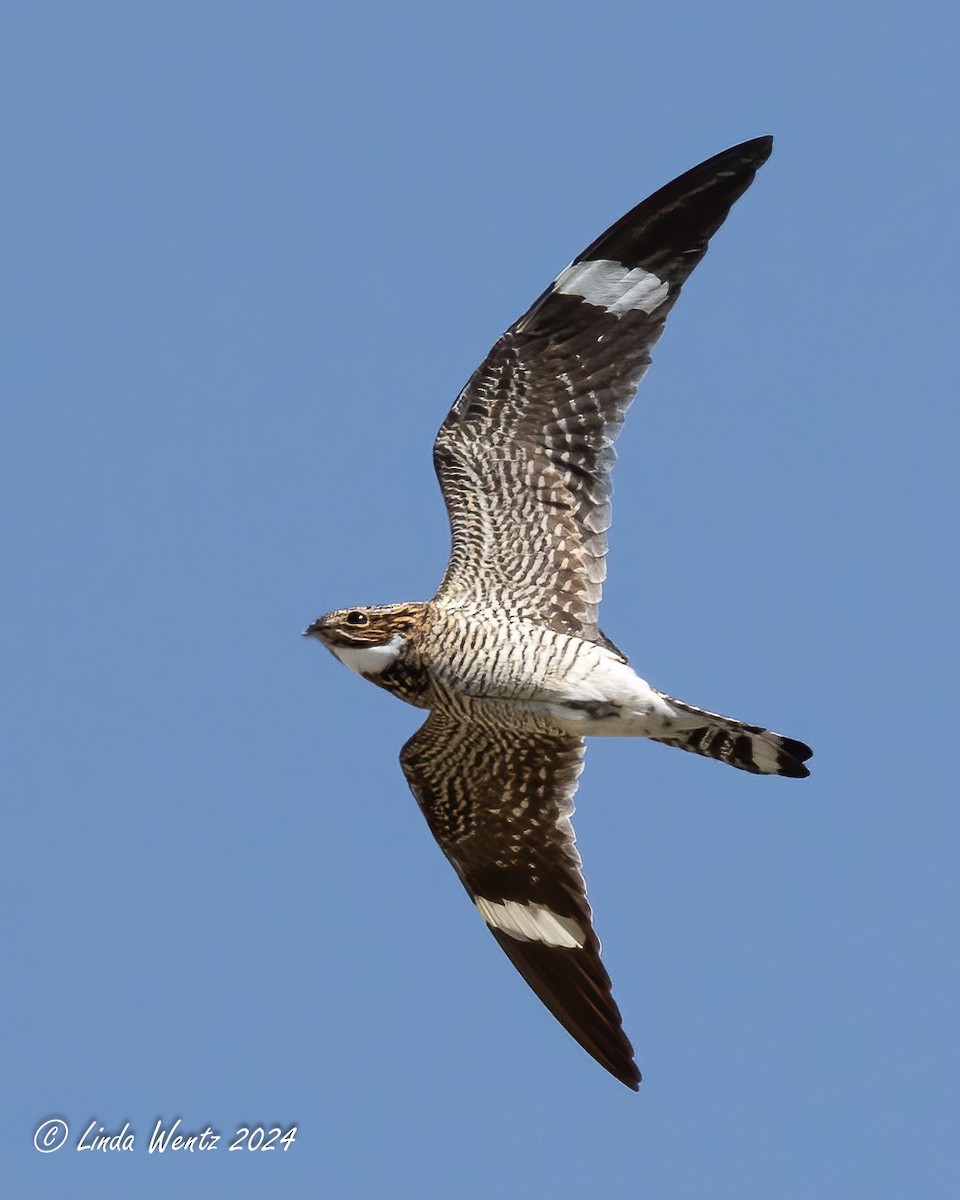 Common Nighthawk - ML620581320