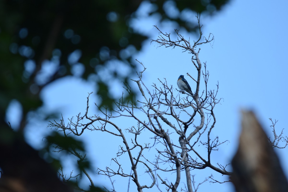 Lazuli Bunting - ML620581324