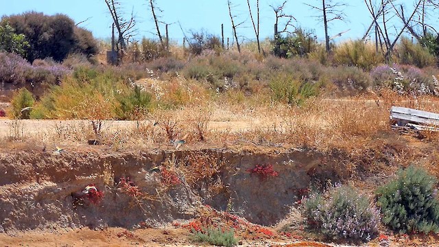 European Bee-eater - ML620581326