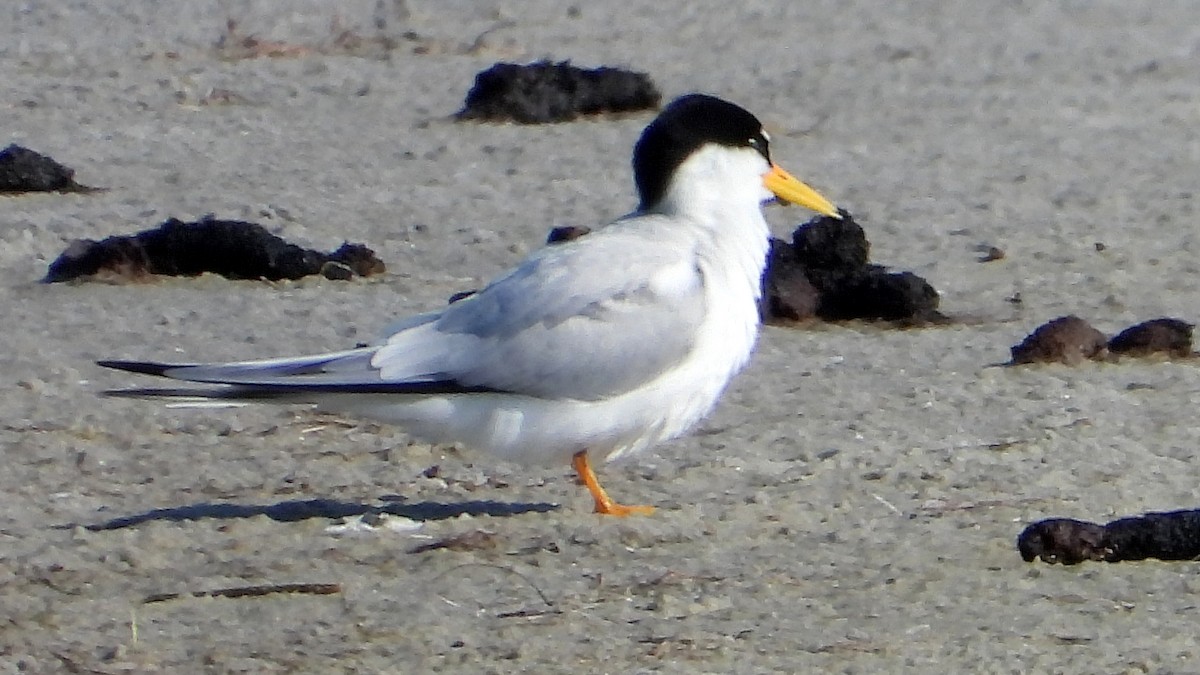 Least Tern - ML620581331