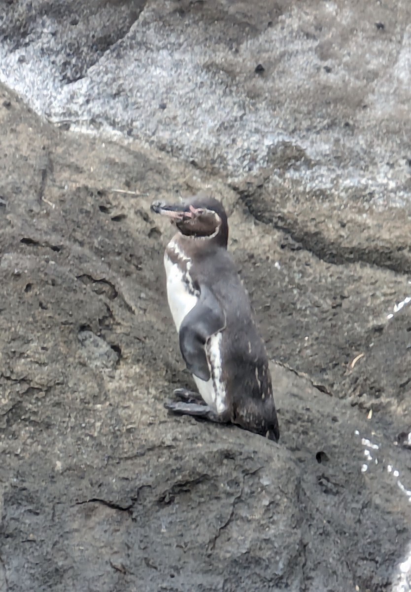 Galapagos Penguin - ML620581337