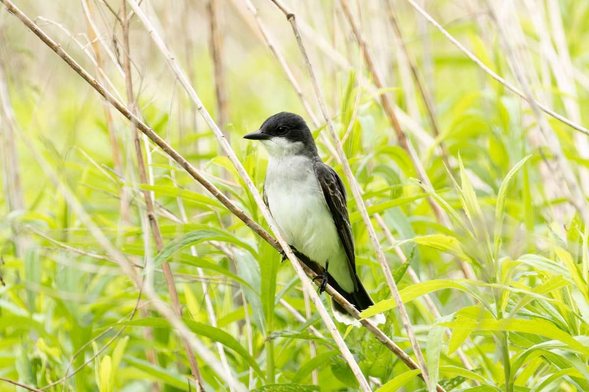 Eastern Kingbird - João Miguel Albuquerque