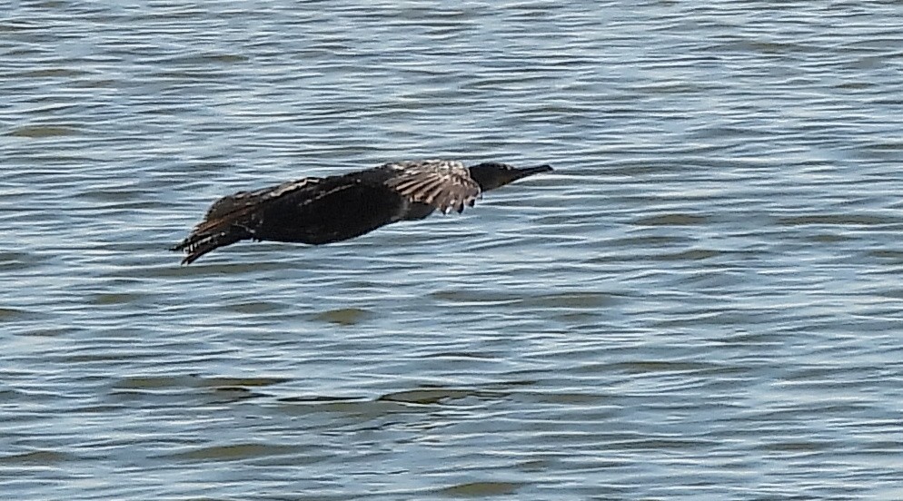 Double-crested Cormorant - ML620581349