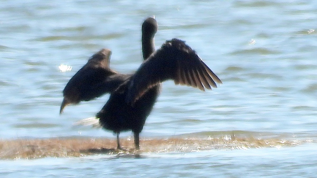 Double-crested Cormorant - ML620581350