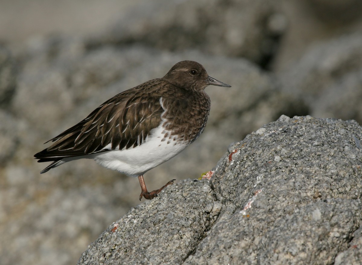 Black Turnstone - ML620581353