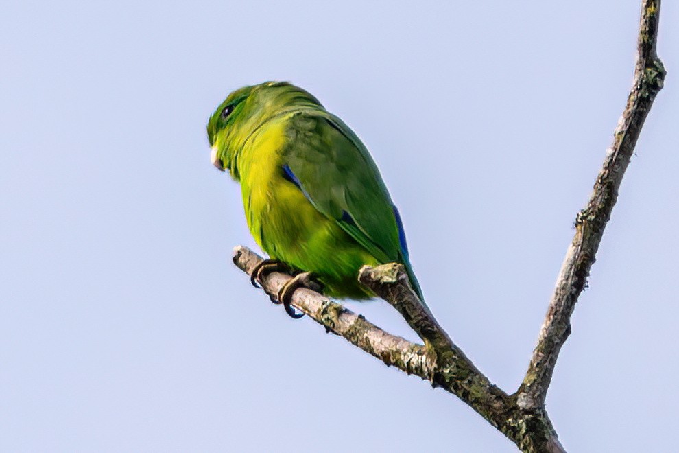 Cobalt-rumped Parrotlet - ML620581356