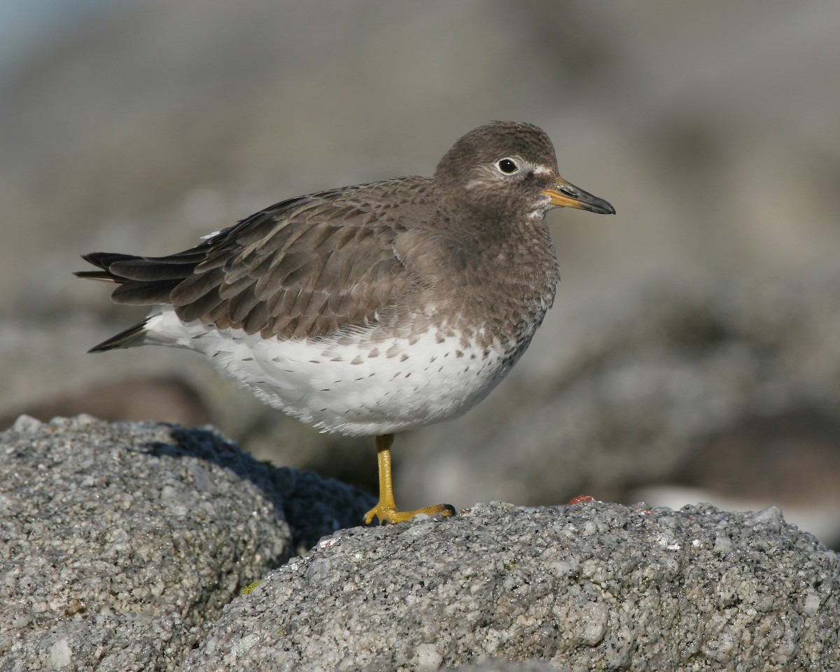 Surfbird - ML620581361