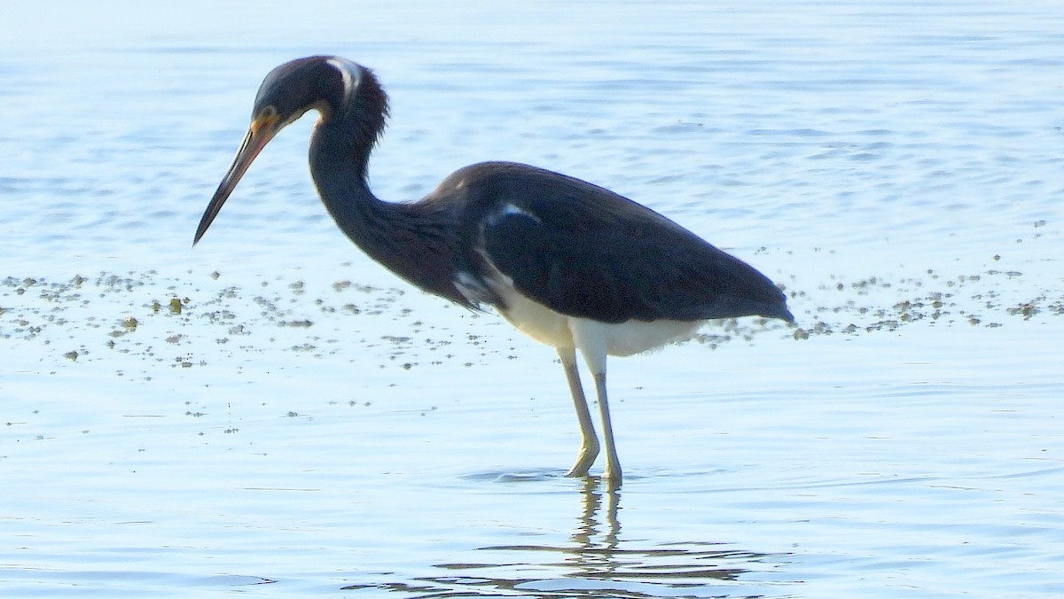 Tricolored Heron - ML620581363