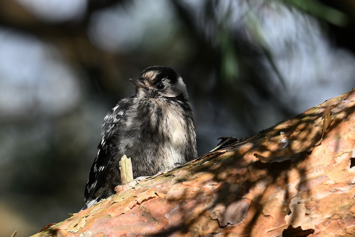 Lesser Spotted Woodpecker - Ornulf Asker