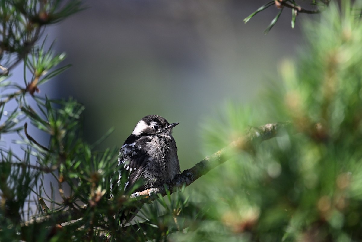 Lesser Spotted Woodpecker - ML620581365