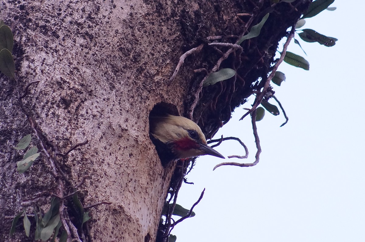 Blond-crested Woodpecker - ML620581368