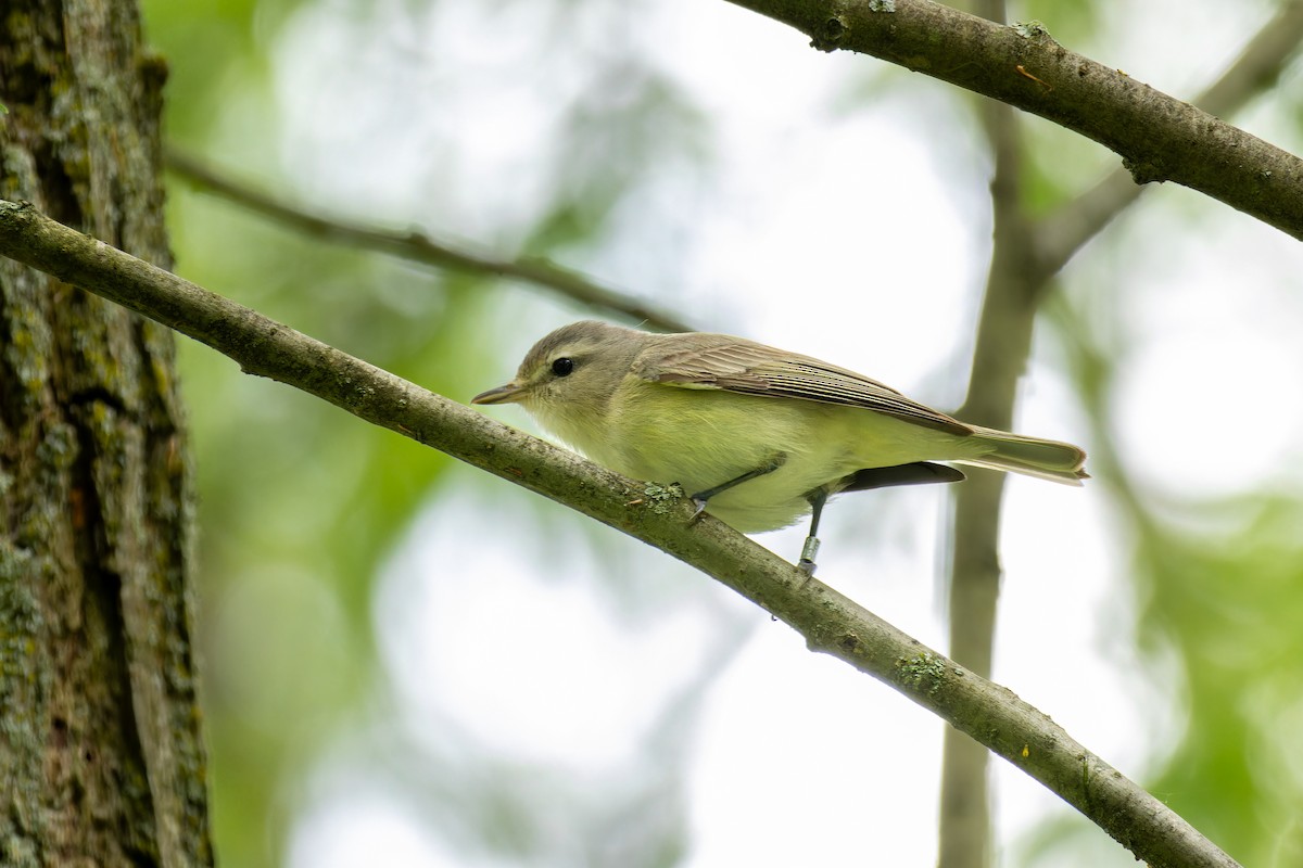 Warbling Vireo - ML620581369