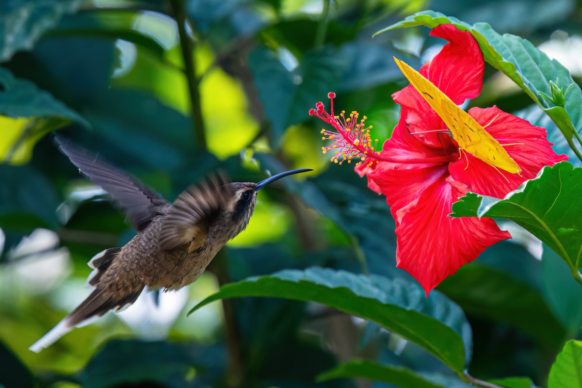 kolibřík temnohrdlý - ML620581372