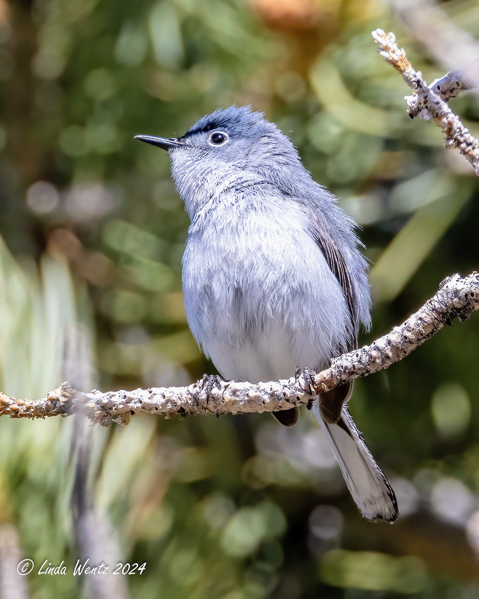 Blue-gray Gnatcatcher - ML620581382