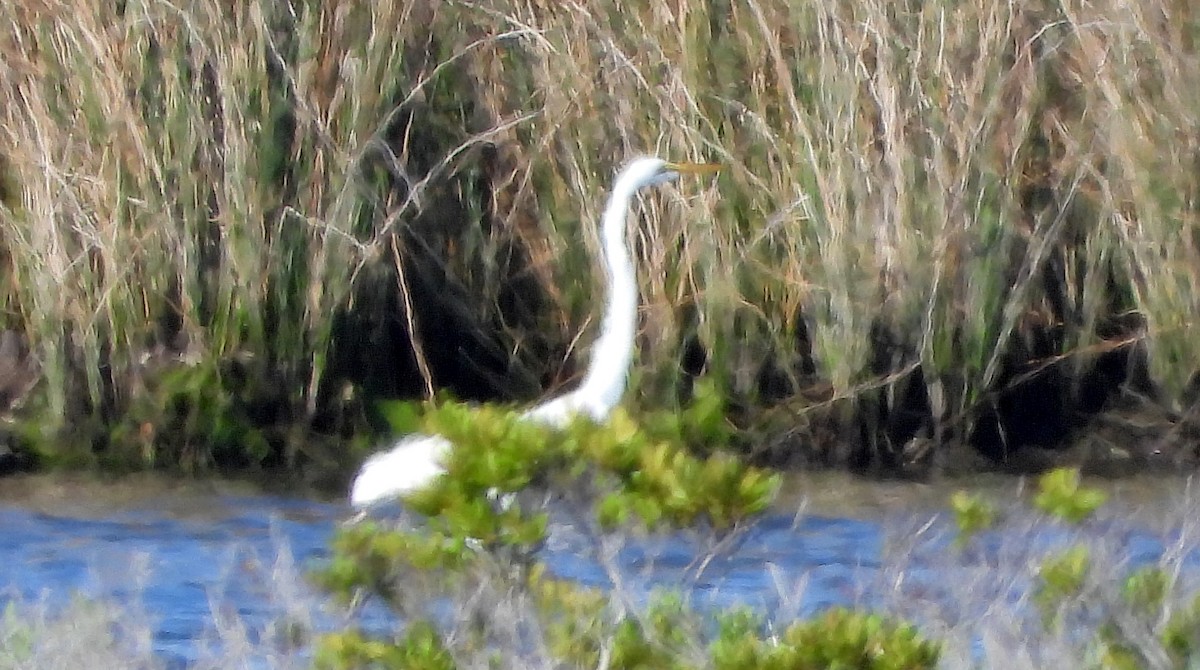 Great Egret - ML620581384