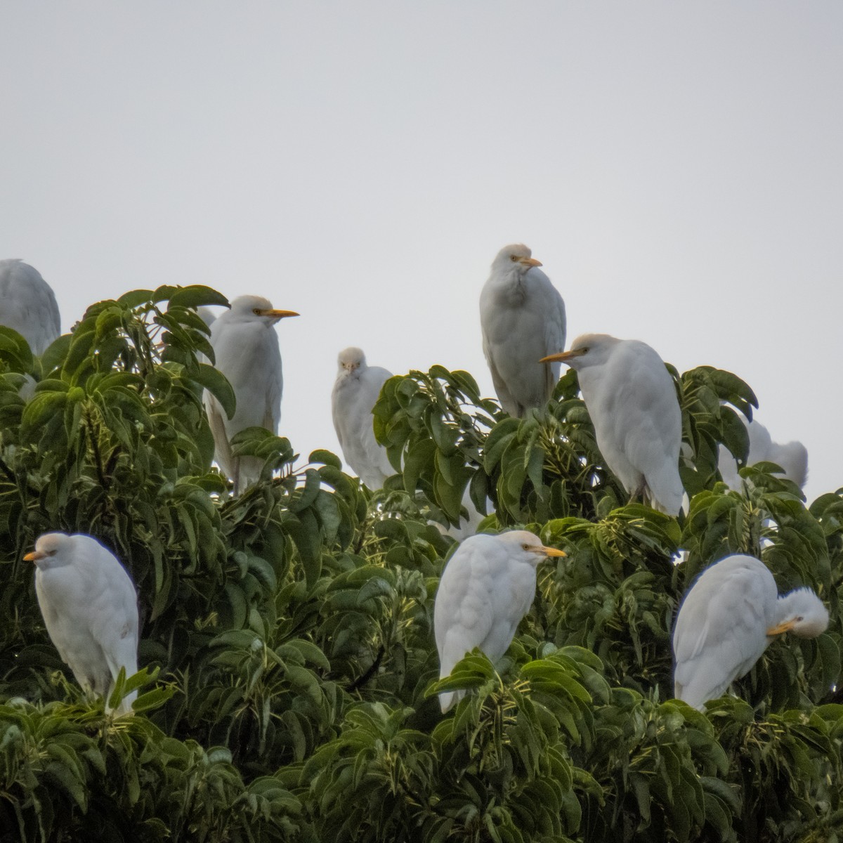 Western Cattle Egret - ML620581390