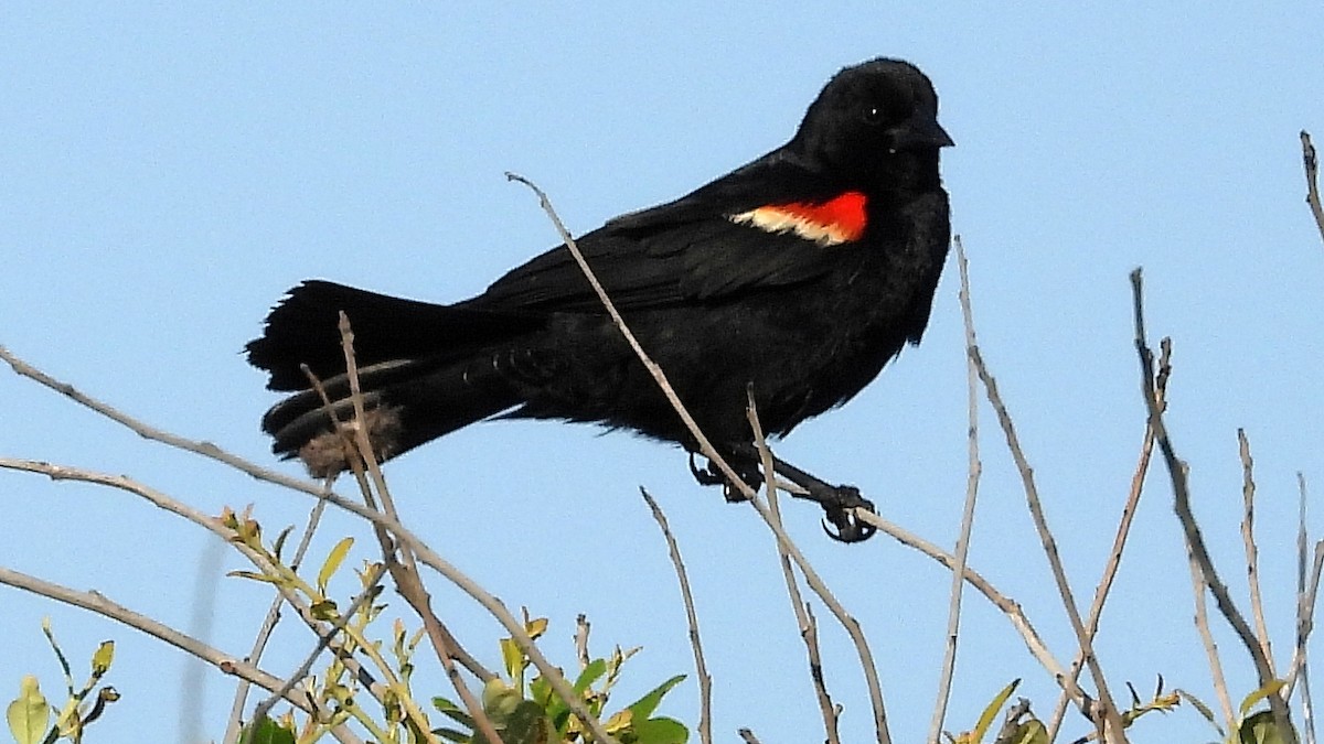 Red-winged Blackbird - ML620581394