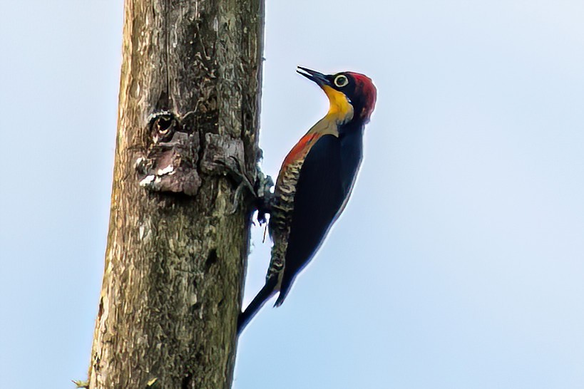 Yellow-fronted Woodpecker - ML620581395