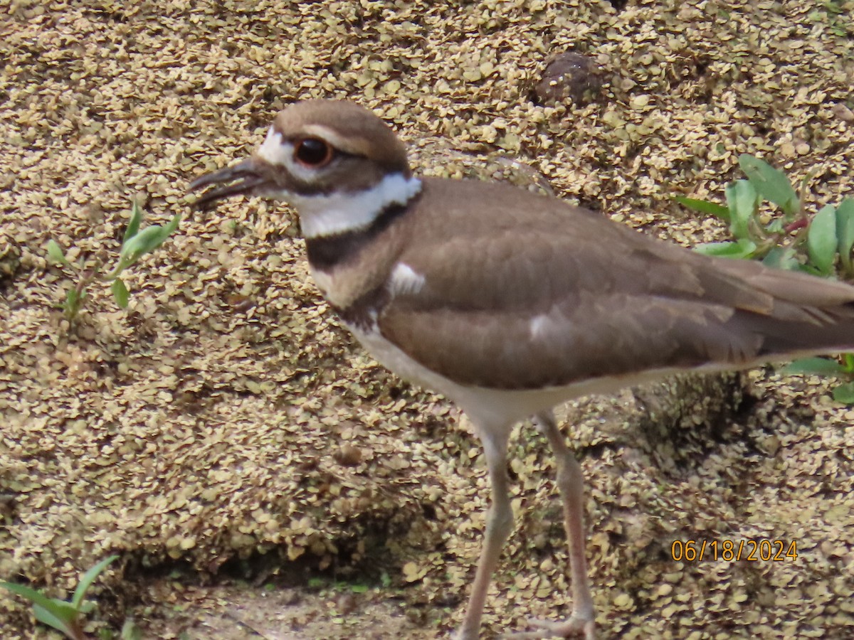 Killdeer - ML620581400