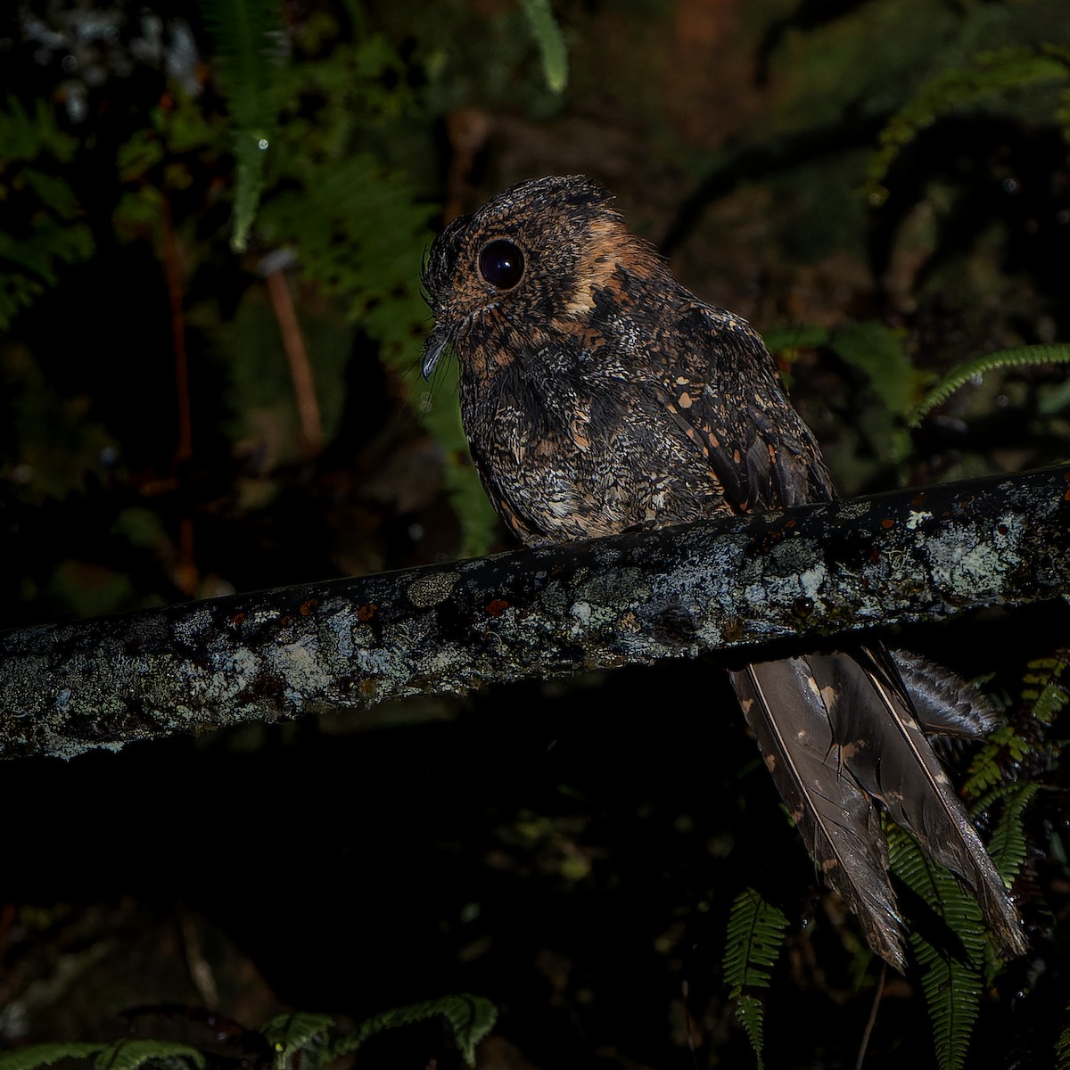 Lyre-tailed Nightjar - Juan Carlos Herrera  Diez