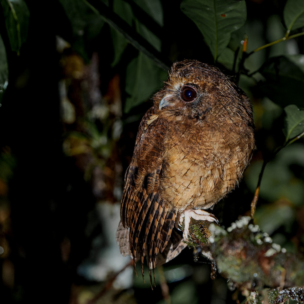 Cinnamon Screech-Owl - ML620581409