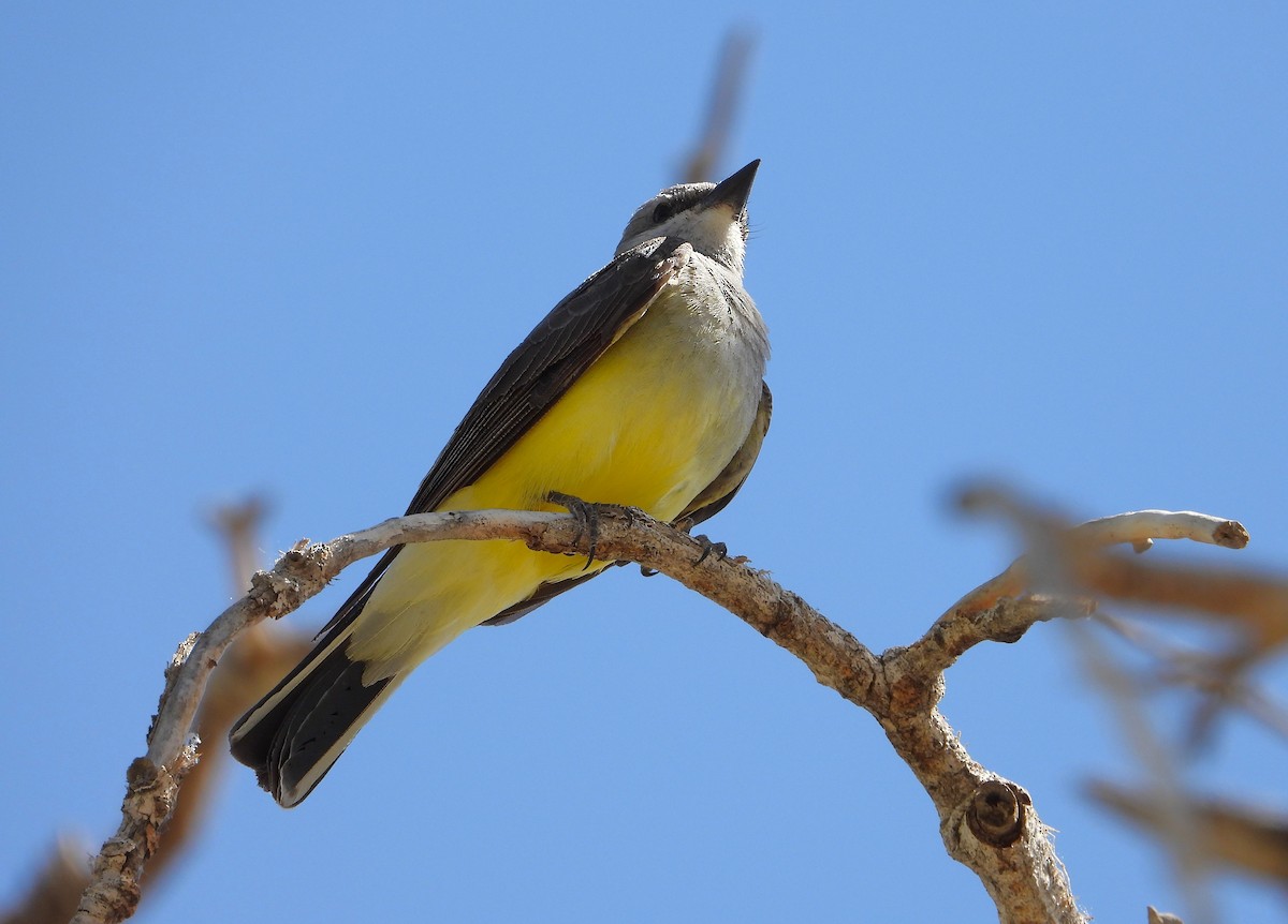 Western Kingbird - ML620581414