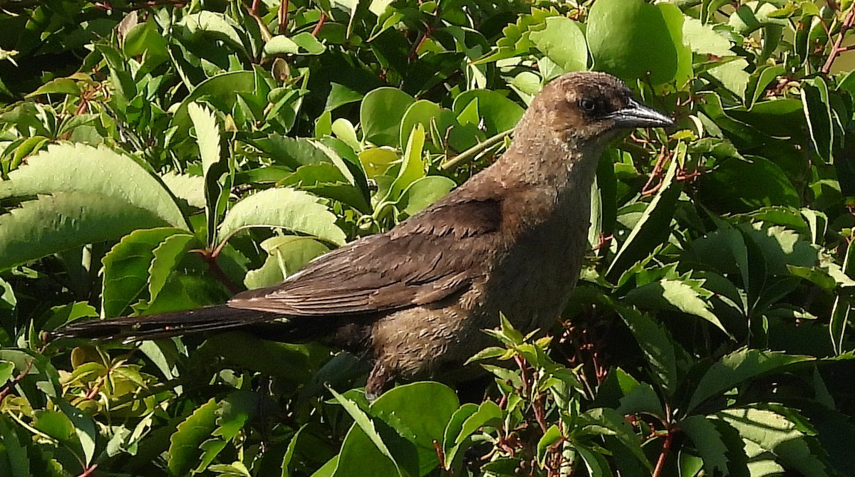 Common Grackle - ML620581419