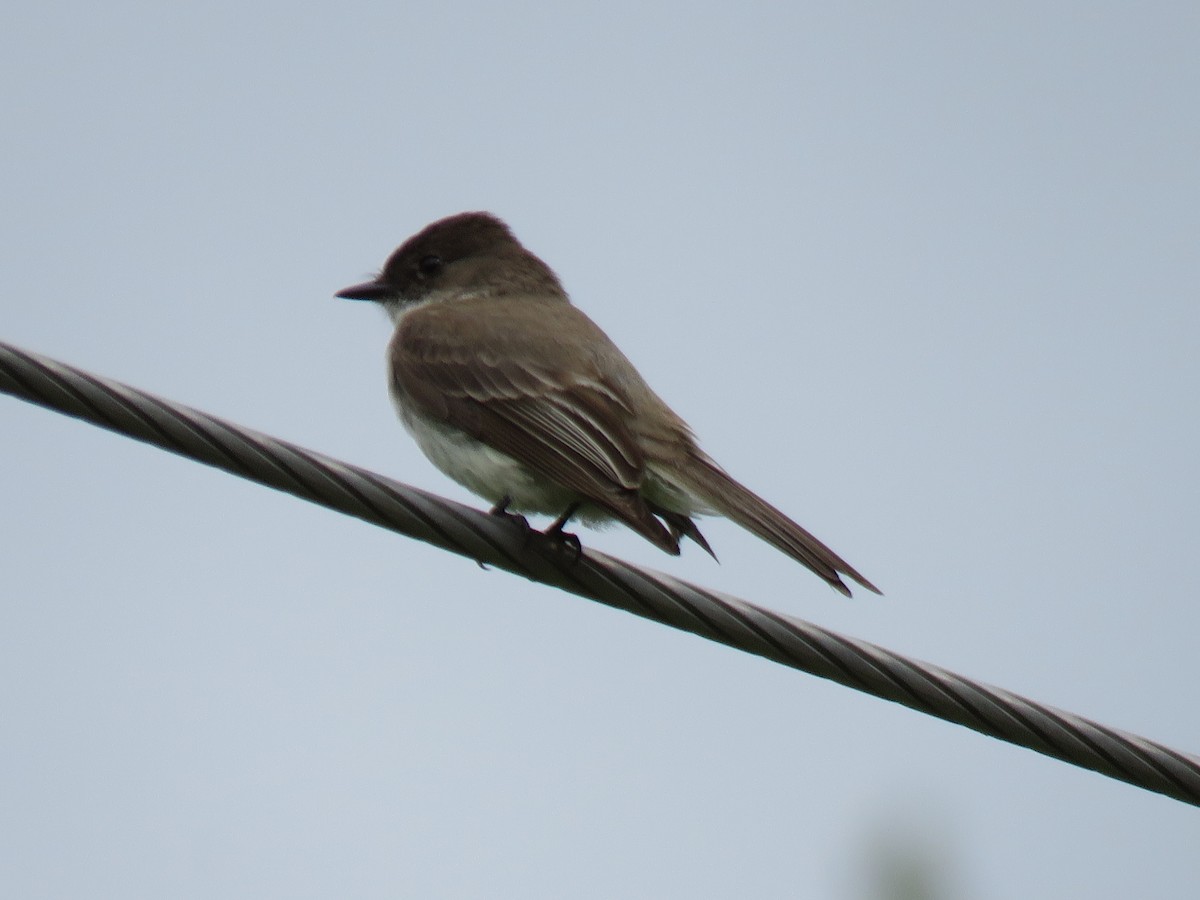 Eastern Phoebe - ML620581423