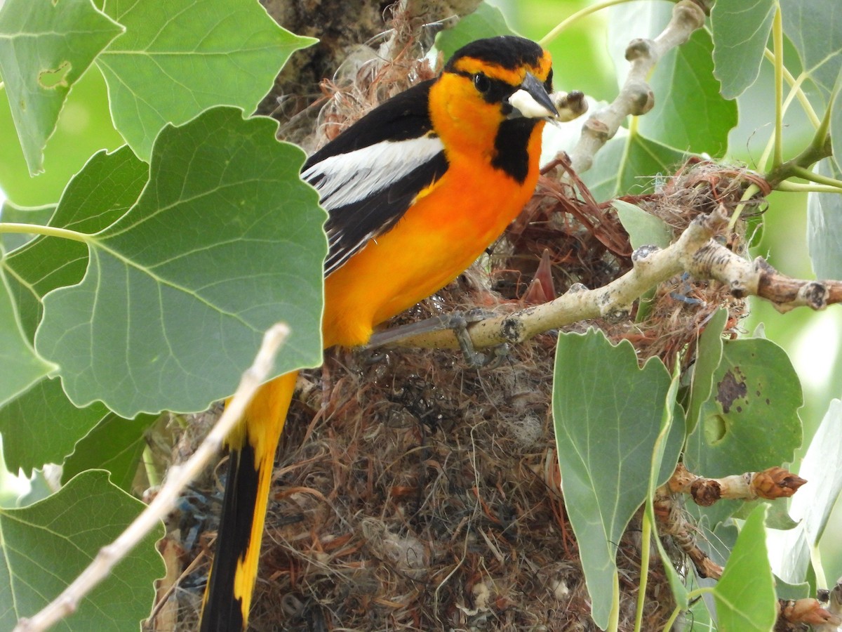 Bullock's Oriole - ML620581425