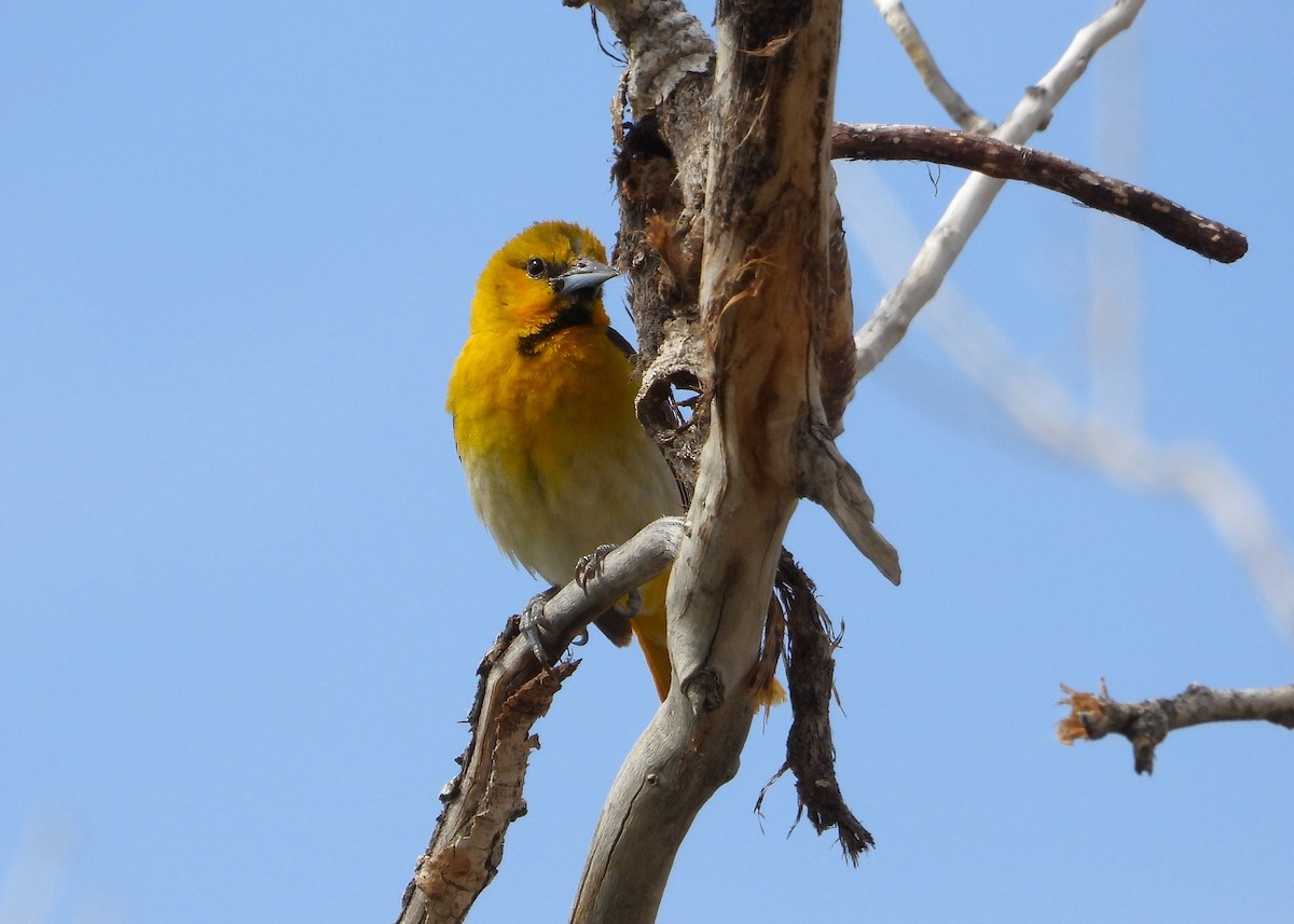 Bullock's Oriole - ML620581426