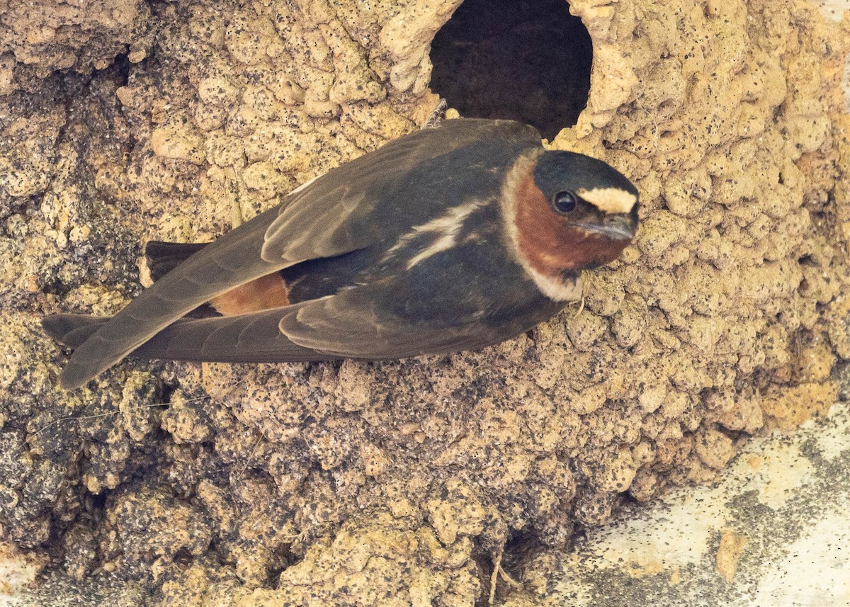 Cliff Swallow - ML620581427