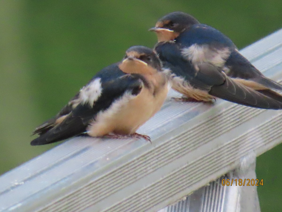 Barn Swallow - ML620581430