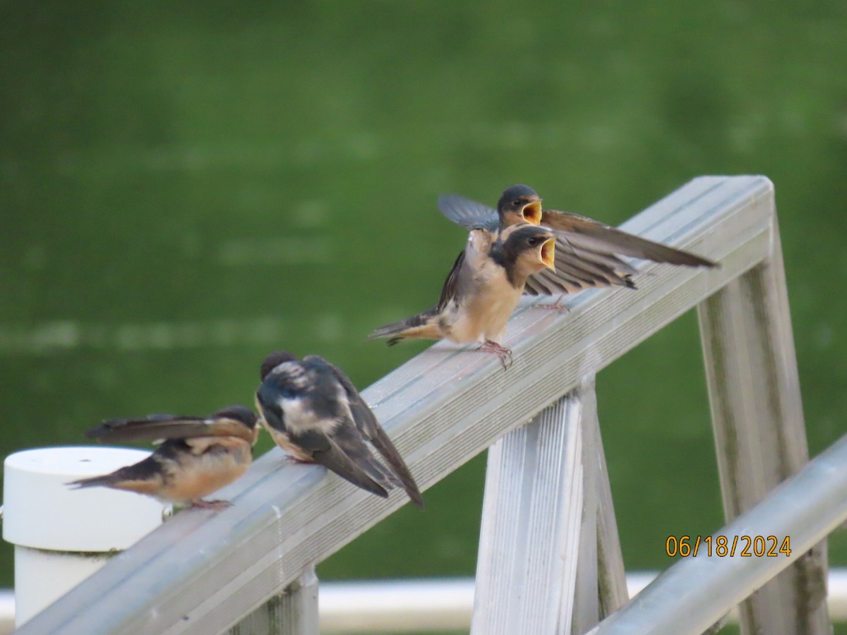 Barn Swallow - Brian Walker