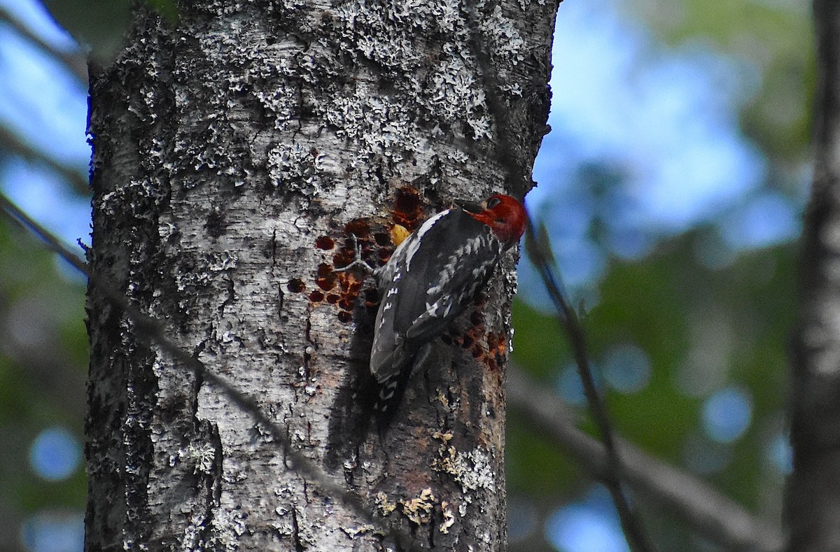 Red-breasted Sapsucker - ML620581436