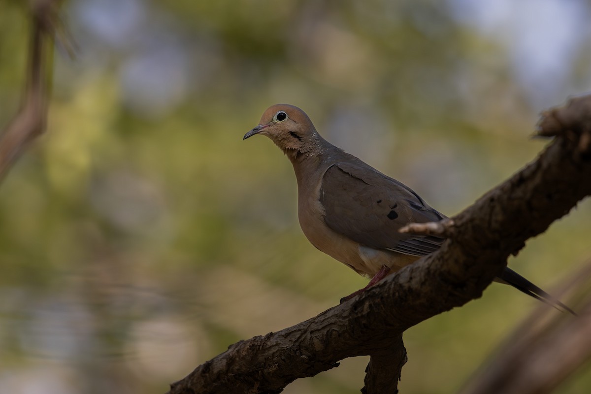 Mourning Dove - ML620581444