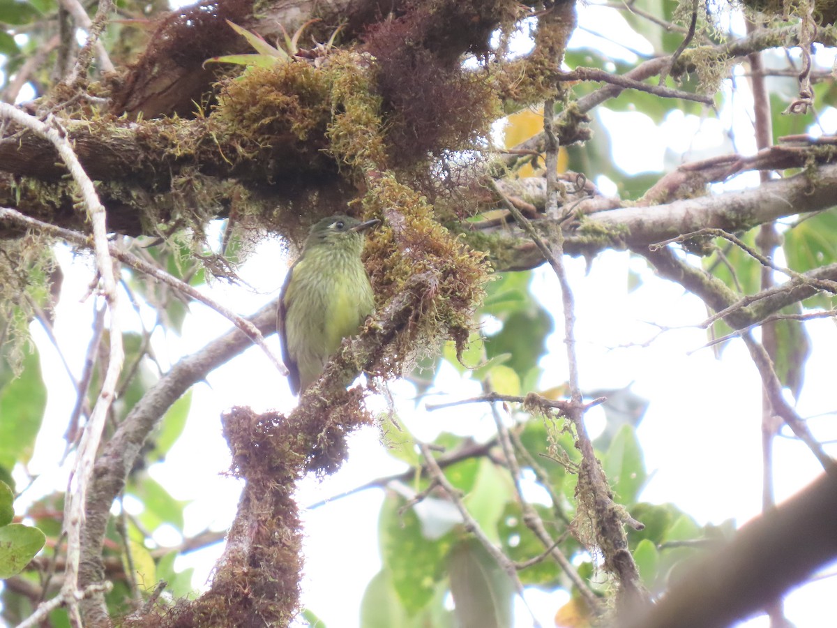 Olive-striped Flycatcher - ML620581448