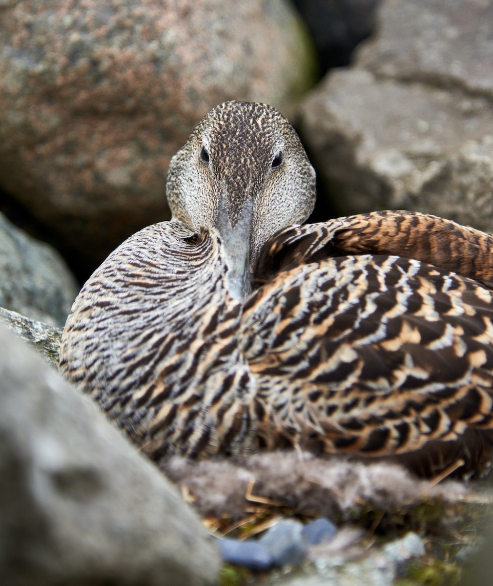 Common Eider - ML620581452